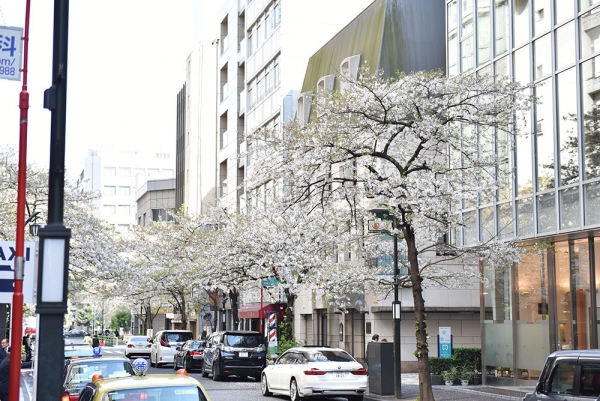 Cherry blossom in front of Kochukyo, April 14